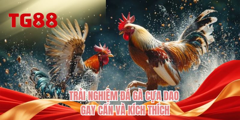 Trải nghiệm đá gà cựa dao gay cấn và kích thích